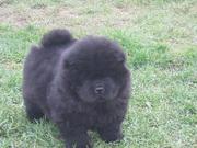 Chow Chow Puppies for Sale @ 09830064171