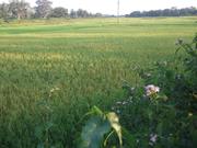 4 Acres Agri.Land for Sale,  Rate-34 lac Per Acre contact-9729505027