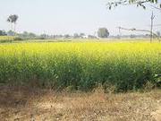 12 Acres Agri. land For Sale ,  Rate-24 Lac Per Acre 