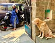 Home Base Dog Boarding,  Dog Care in Gurgaon,  Delhi - Happy Pettings