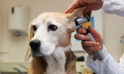 High-Quality Veterinary Care By Dog and Cat Veterinary Specialists at 