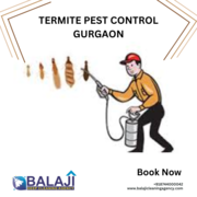 Termite Pest Control Gurgaon