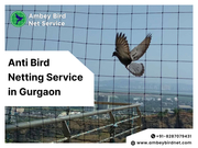Bird Netting Service in Gurgaon